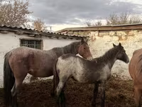 Cavalla, Cavalli — foto 1