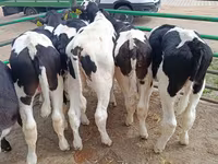 Toro, Razza Holstein — foto 2