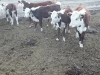 Үнээ, Казах цагаан толгойт үхэр — 8 зураг