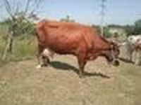 Kuh, Latvian Blue cattle — Foto 7