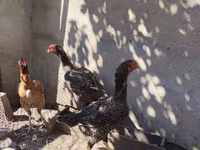 Chickens — عکس 3