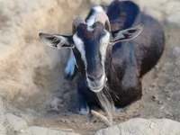Echki, Toggenburg goat — 4-rasm