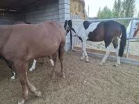 Hingst, Heste — foto 3