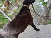 Kambing jantan, Sheep — foto 2