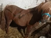 Kůň, Koně — foto 6
