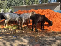 Kambing jantan, Sheep — foto 2