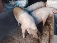Schweine (Partie, Geschlecht nicht angegeben), Schweine — Foto 3