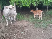 Krava, Skot — foto 5