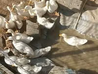 Ducks — รูปภาพ 2