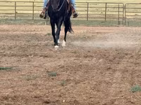 مادیان, National Show Horse — عکس 1