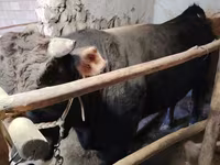 ወንድ በሬ, Cattle — ፎቶ 2