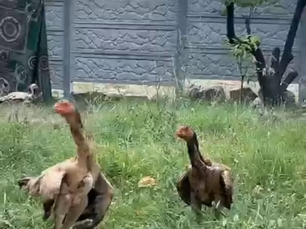 Ayam Cemani
