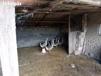 Geese — sawirka 2