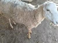 Ram, Karakul sheep — foto 2