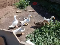 Deutscher Pekin — Foto 1