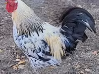 Chickens — photo 4