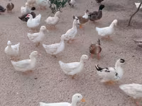 Ducks — عکس 1