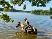 Hengst, Pinto horses — Foto 3