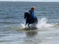 Mare, Quarter Horse — photo 5
