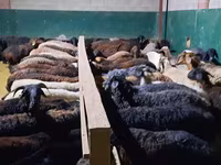 Kambing jantan, Sheep — foto 6