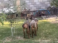 แกะตัวเมีย, Hissar sheep — รูปภาพ 2