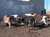 Krava, Simmental cattle — foto 2