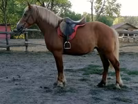 Jument, Haflinger — photo 3