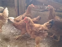 Chickens — 2. fotó