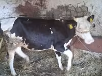 Αγελάδα, Russian Black pied cattle — φωτογραφία 1