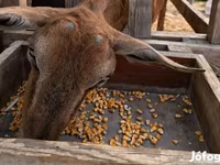 Koza, Alpine goat — foto 2