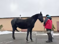 Faras dhaddig, Akhal-Teke — sawirka 2