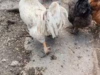 Chickens — عکس 4