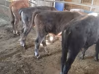Lembu ternakan (lot, jantina tidak dinyatakan), Swiss cattle — foto 4
