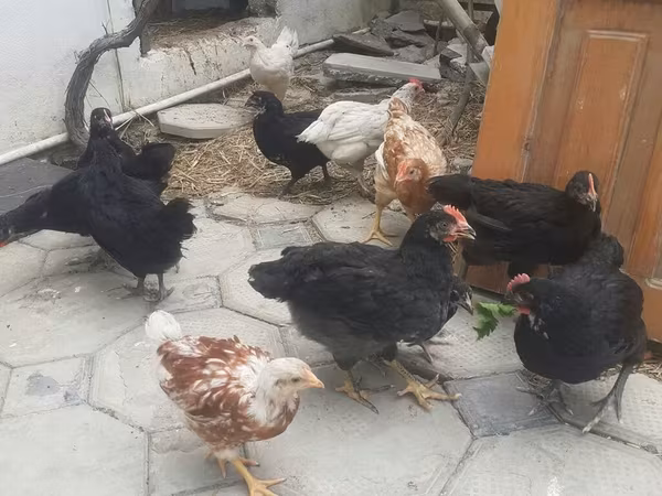 Chickens