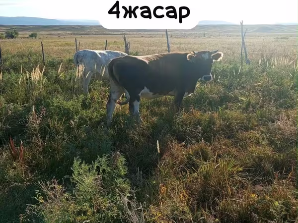 Vacă, Latvian Blue cattle