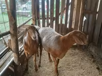 Kambing betina, Sheep — foto 2