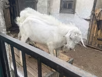 Buk, Saanen goat — foto 2