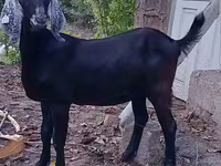 Ri’ dhaddig, Nubian Goat — sawirka 2