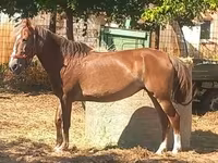 Yegua, Caballos — foto 1