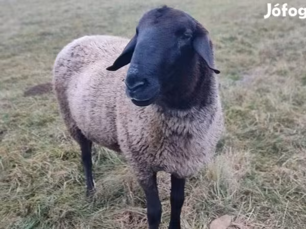 Bagge, Tsigai sheep