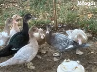 Ducks — عکس 1