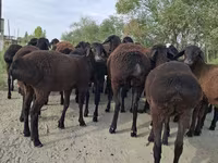 숫양, Hissar sheep — 사진 2