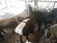 Wad, Sheep — sawirka 2