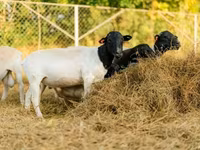 Domba jantan, Dorper sheep — foto 6
