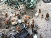 Chickens — foto 3