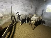 Widder, Rhon sheep — Foto 6