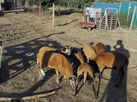 Хуц, Cameroon sheep — 1 зураг
