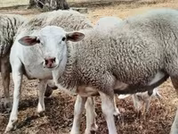 Kambing jantan, Dorper sheep — foto 3