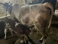 Krava, Swiss cattle — foto 1