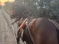 Kuda jantan, Horses — foto 2